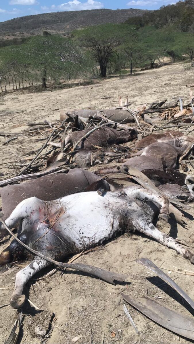 Hombre envenena más de 10 burros en peligro de extinción por entrar en su finca