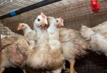 En Chile sacrifican 40,000 aves para evitar propagación de gripe aviar