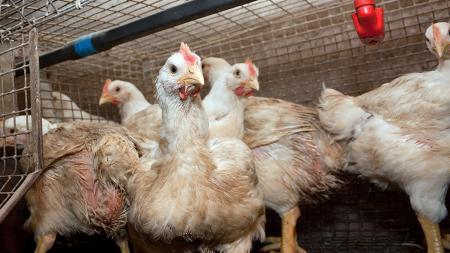 En Chile sacrifican 40,000 aves para evitar propagación de gripe aviar