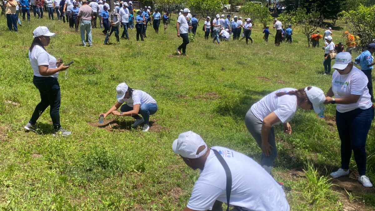 "MIP Verde” realiza sexta jornada de reforestación en Jarabacoa