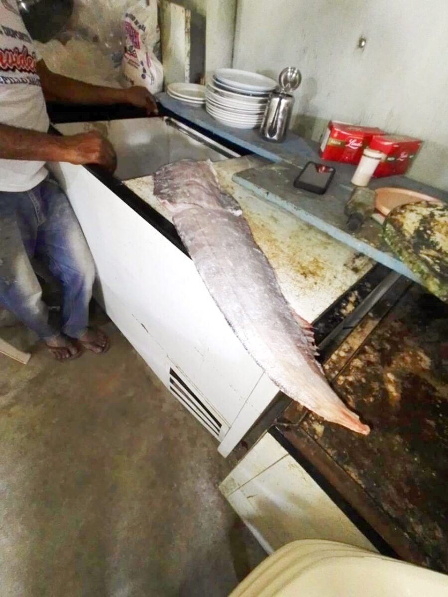 En Playa de Pepillo Salcedo se avistó “el pez del fin del mundo”