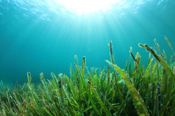Las algas pueden salvar vida en caso de hambruna global