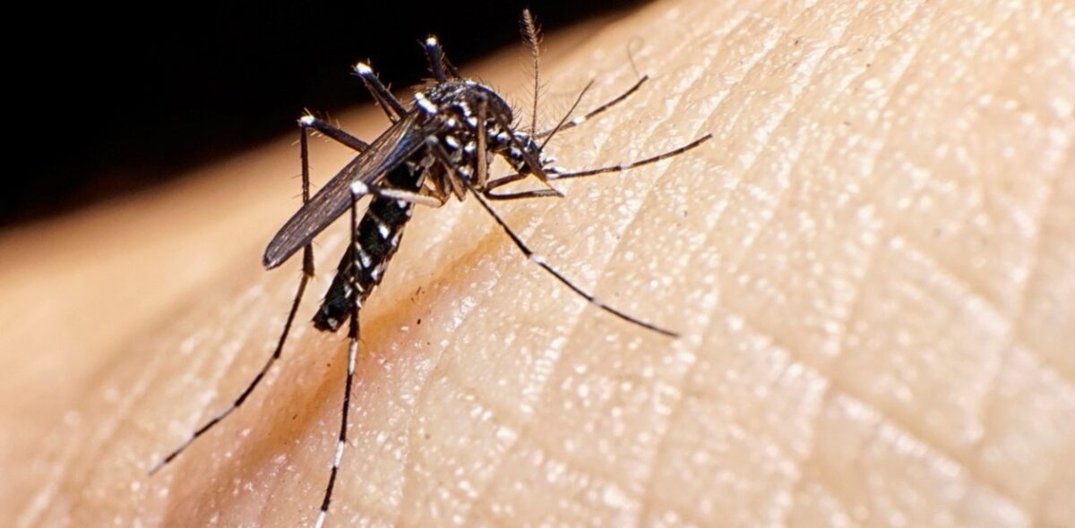 Autoridades emite nueva alerta epidemiológica por alza de dengue en las Américas