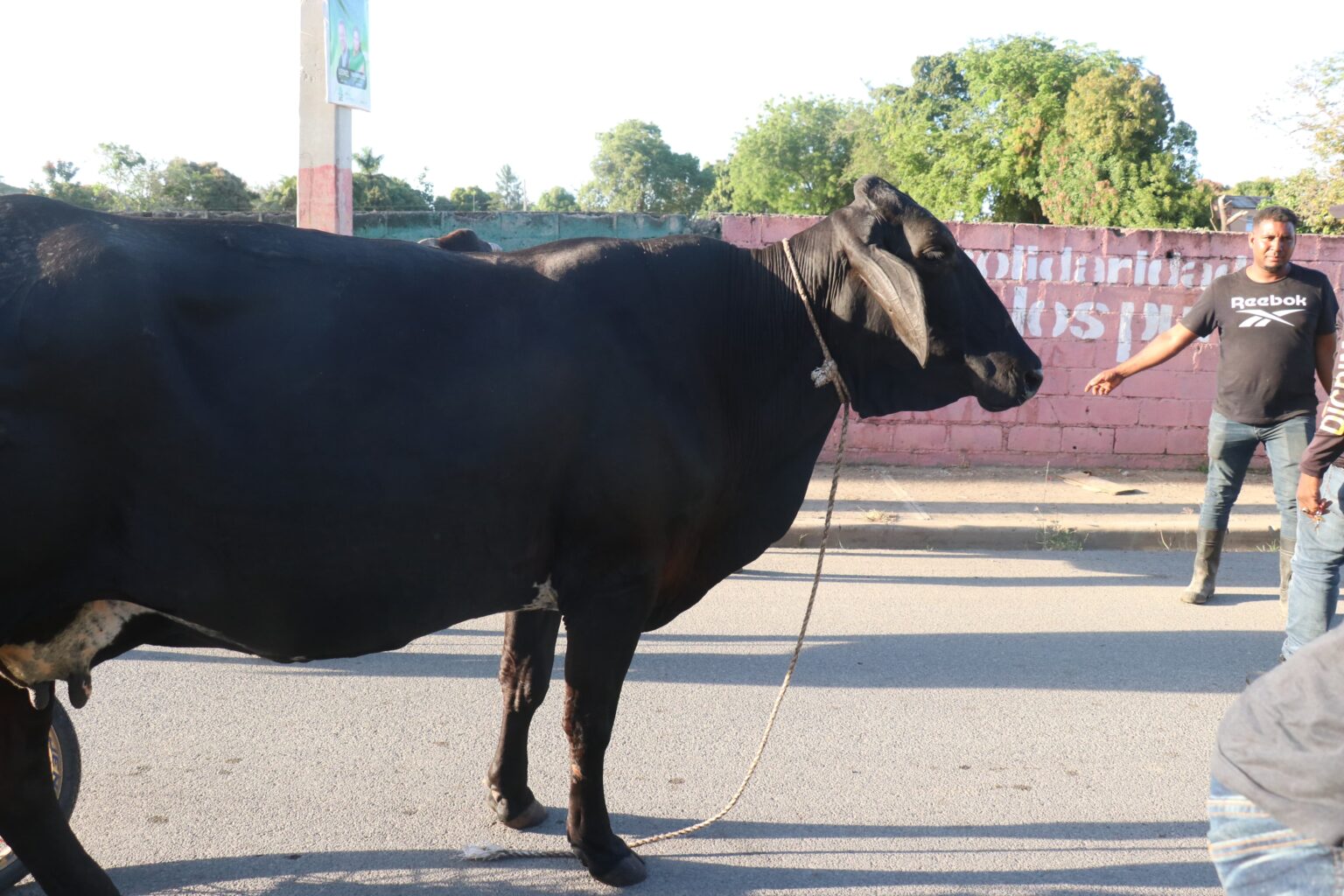 Haitianos devuelven vacas robadas a ganadero de Dajabón luego de pagar 102 mil pesos por sus animales
