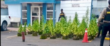 Descubren plantación de marihuana sobre techo de residencia en Puerto Plata