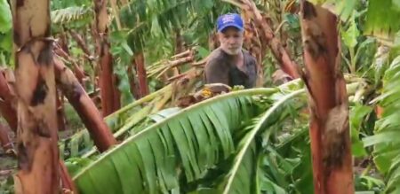 Ventarrón destruye cientos de plantas de plátanos en Montecristi